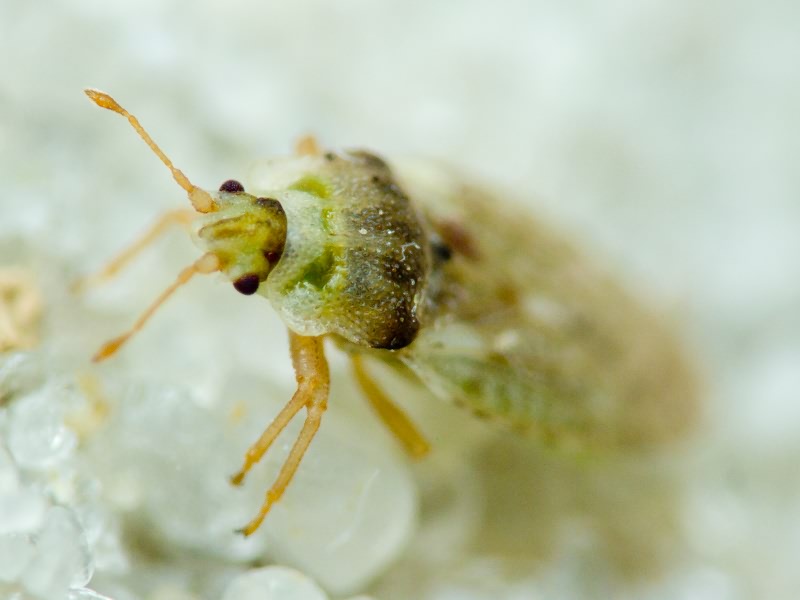 Piesma capitatum (Wolff, 1804)